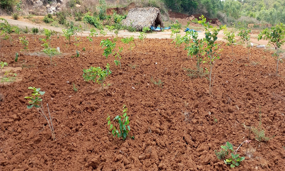 farm-land-plots farm-land-plots