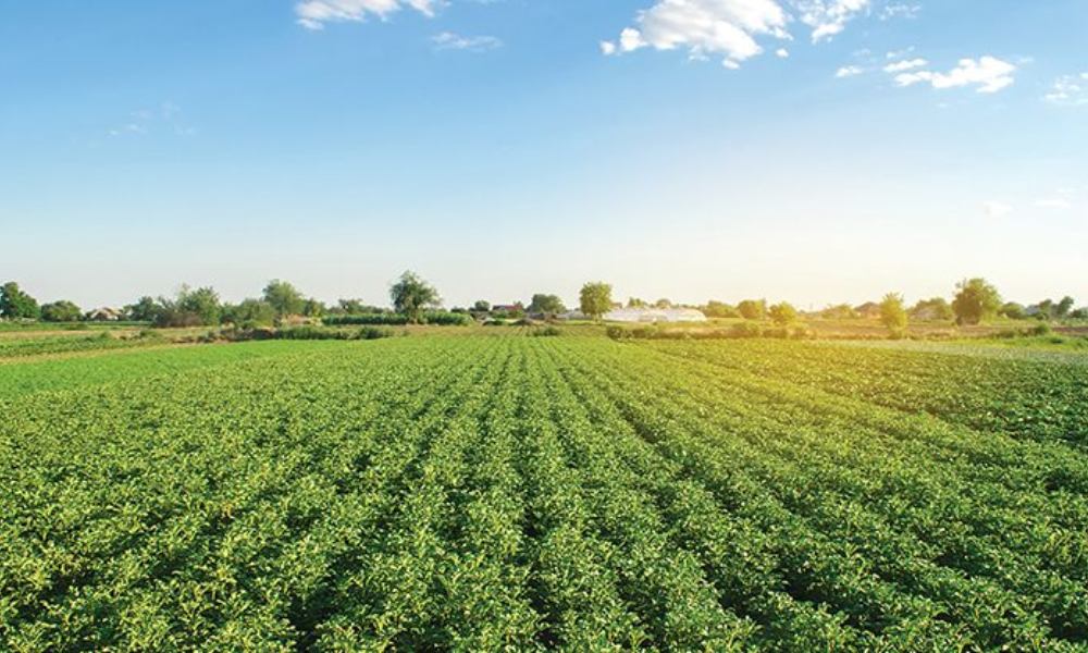 farm land plots